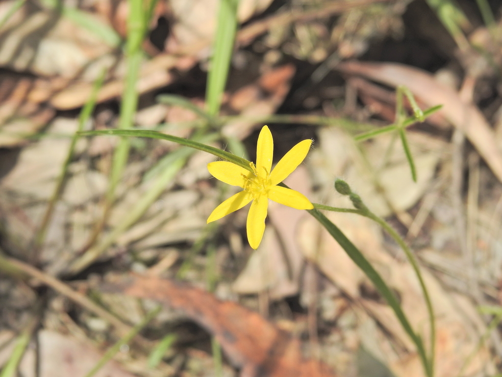 Hypoxis hygrometrica (Hypoxis hygrometrica)