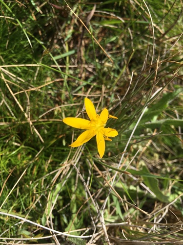 Hypoxis hygrometrica (Hypoxis hygrometrica)