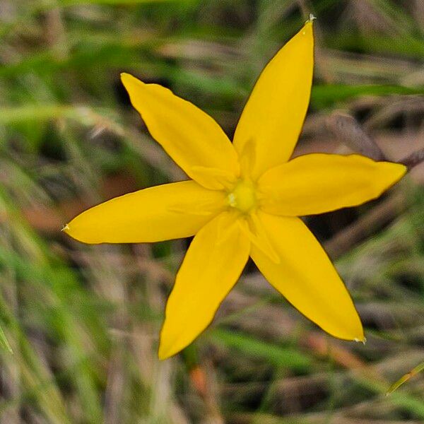 Hypoxis hygrometrica (Hypoxis hygrometrica)