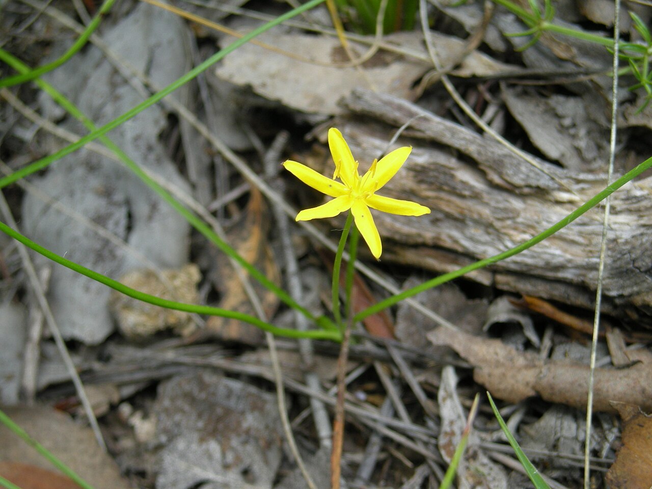 Hypoxis hygrometrica: Flowerheads have 1-3 flowers; each 8-14 mm wide and with 6 golden yellow tepals. Flowering is from late spring to early autumn.