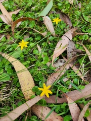 Hypoxis hygrometrica (Hypoxis hygrometrica)