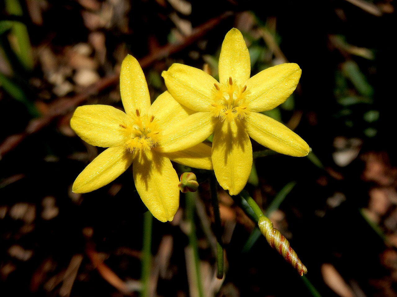 Hypoxis hygrometrica: Tricoryne growing near the Lane Cove river. Likely to be Hypoxis hygrometrica, situated on the Great North Walk