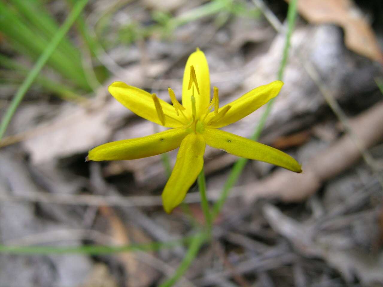 Hypoxis hygrometrica: Flowerheads have 1-3 flowers; each 8-14 mm wide and with 6 golden yellow tepals. Flowering is from late spring to early autumn.