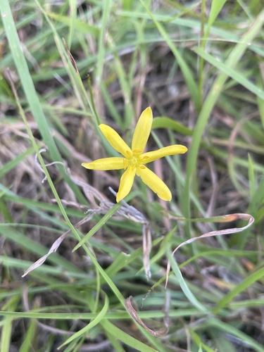 Hypoxis hygrometrica (Hypoxis hygrometrica)