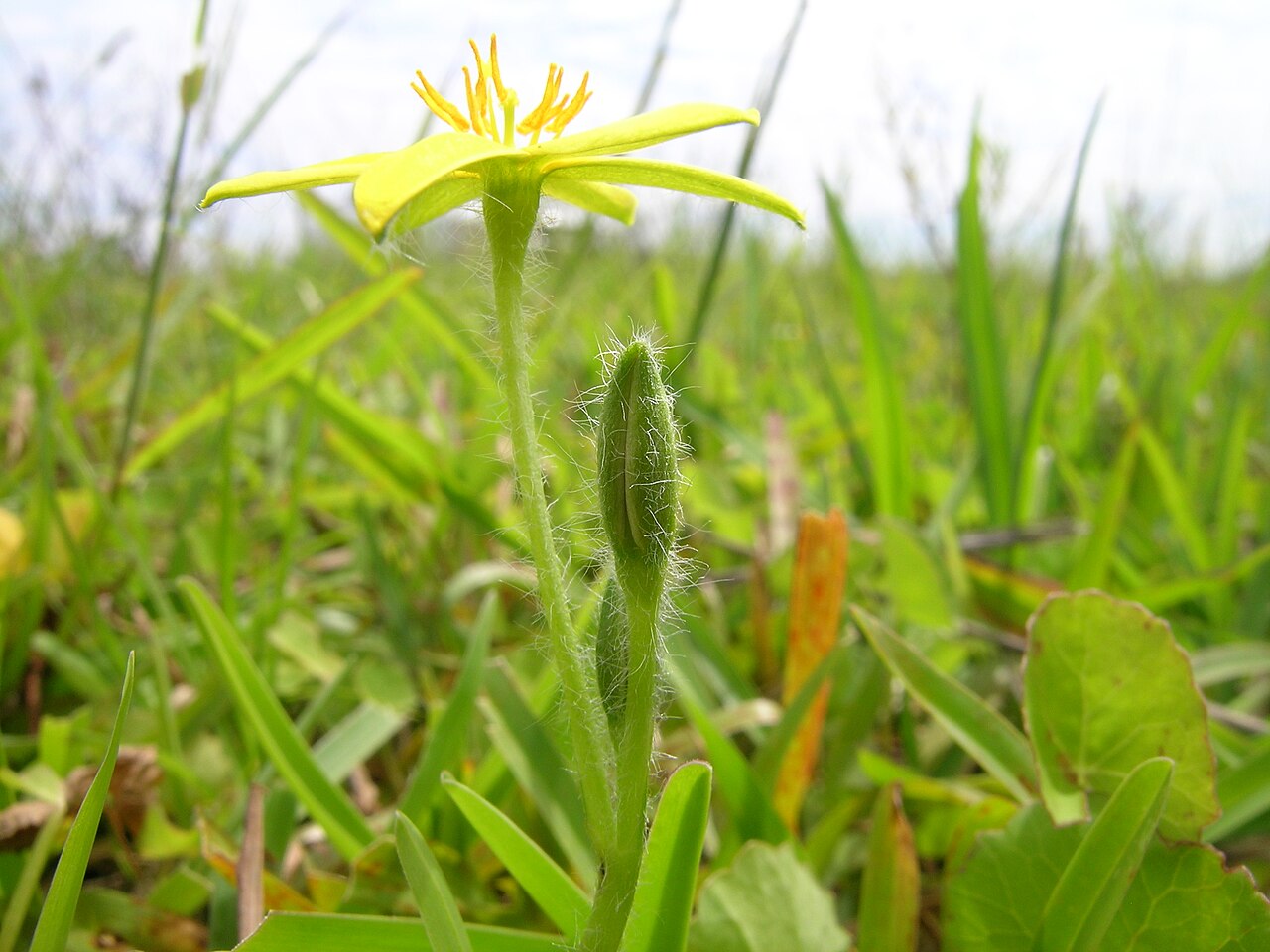 Hypoxis hygrometrica: Flowerheads have 1-3 flowers; each 8-14 mm wide and with 6 golden yellow tepals. Flowering is from late spring to early autumn.
