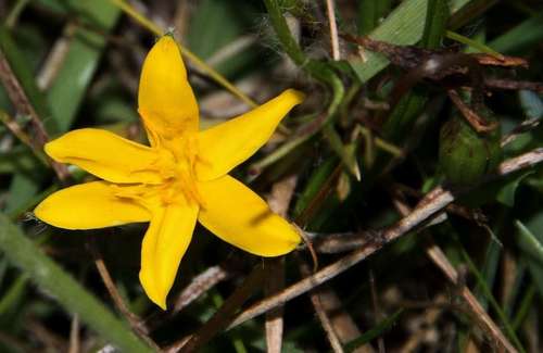 Hypoxis hygrometrica (Hypoxis hygrometrica)