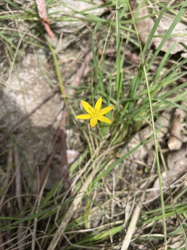 Hypoxis hygrometrica (Hypoxis hygrometrica)