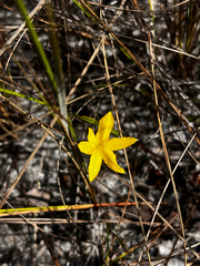 Fringed yellow star-grass (Hypoxis juncea)