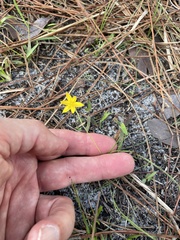 Fringed yellow star-grass (Hypoxis juncea)