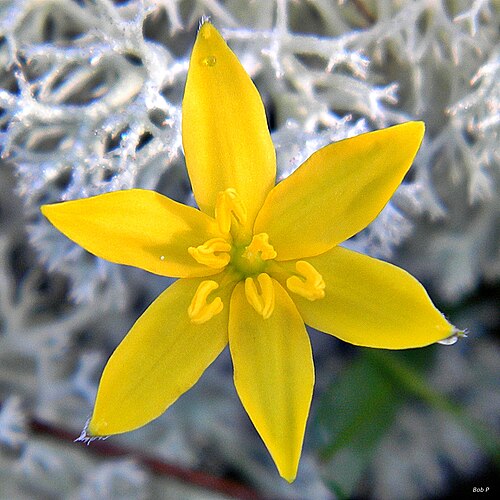 Fringed yellow star-grass: Tiny native relative of the lilies, blooming in a soft bed of deer moss lichen (Cladonia sp.) at Frenchman's Forest Natural Area.