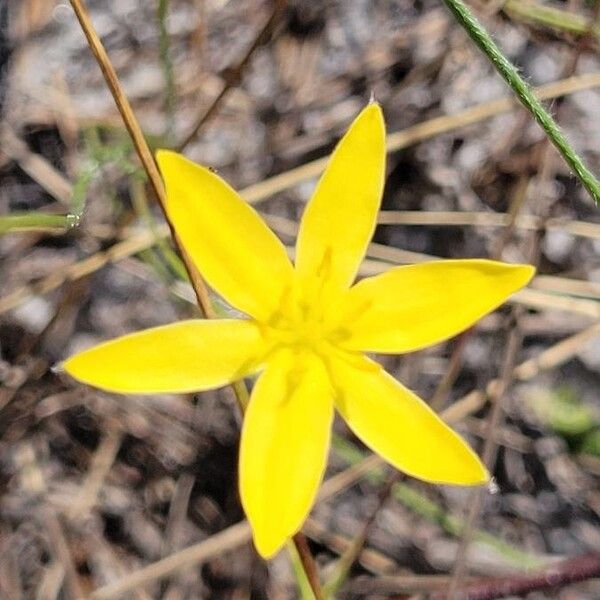 Fringed yellow star-grass (Hypoxis juncea)