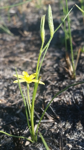 Fringed yellow star-grass (Hypoxis juncea)