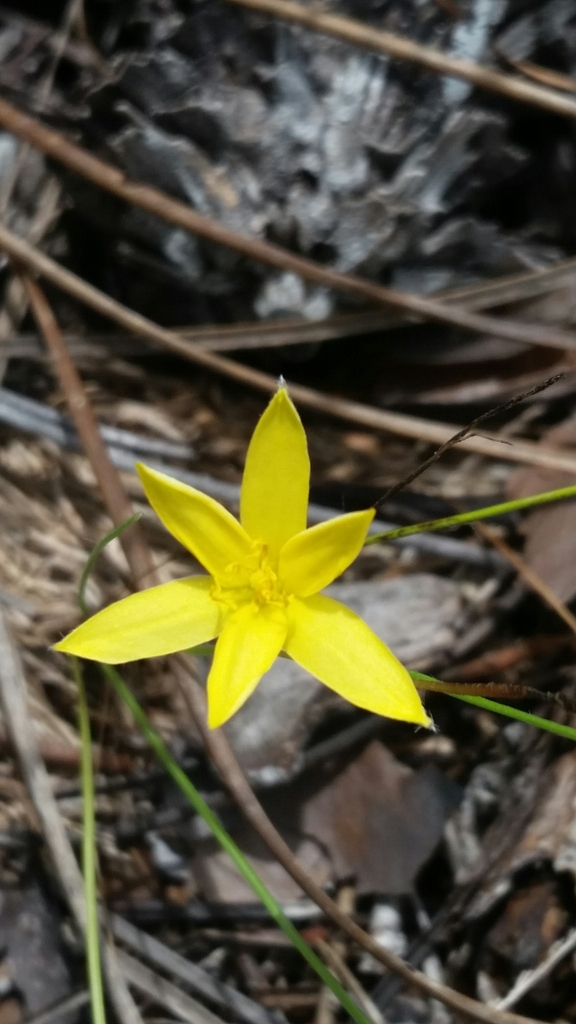 Fringed yellow star-grass (Hypoxis juncea)