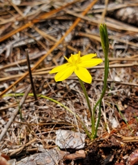 Fringed yellow star-grass (Hypoxis juncea)