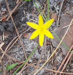 Fringed yellow star-grass (Hypoxis juncea)