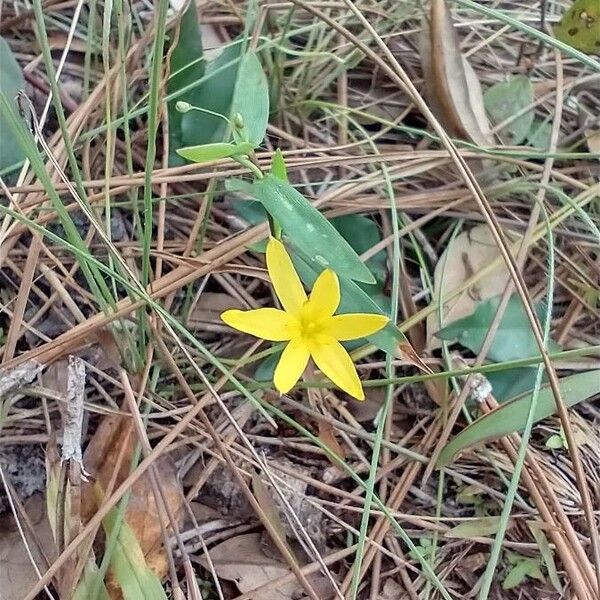 Fringed yellow star-grass (Hypoxis juncea)