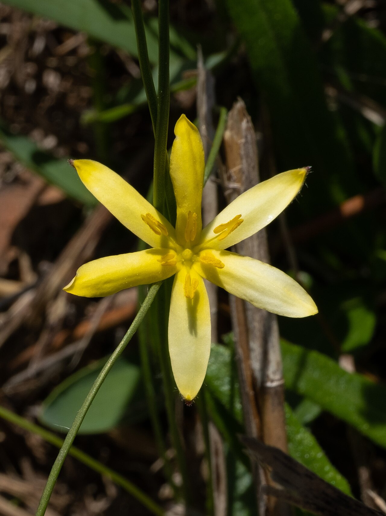 Fringed yellow star-grass: Fringed star grass ( Hypoxis juncea ) in the United States