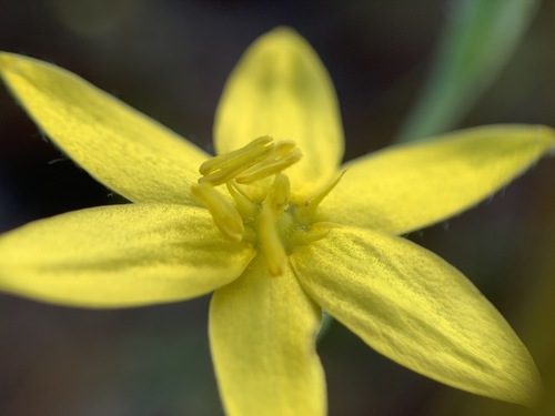 Fringed yellow star-grass (Hypoxis juncea)