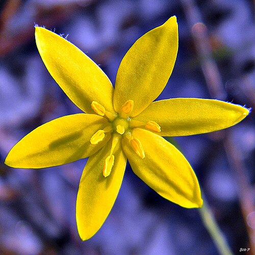 Fringed yellow star-grass: Hypoxis juncea, one of my favorite tiny wildflowers, punctuate the trails through the pine flatwoods at Jonathan Dickinson State Park. Little yellow stars illum