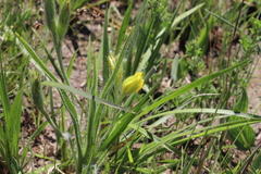 Hypoxis kraussiana (Hypoxis kraussiana)