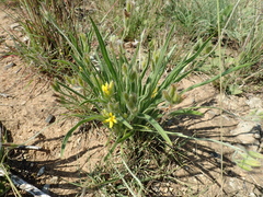 Hypoxis ludwigii (Hypoxis ludwigii)