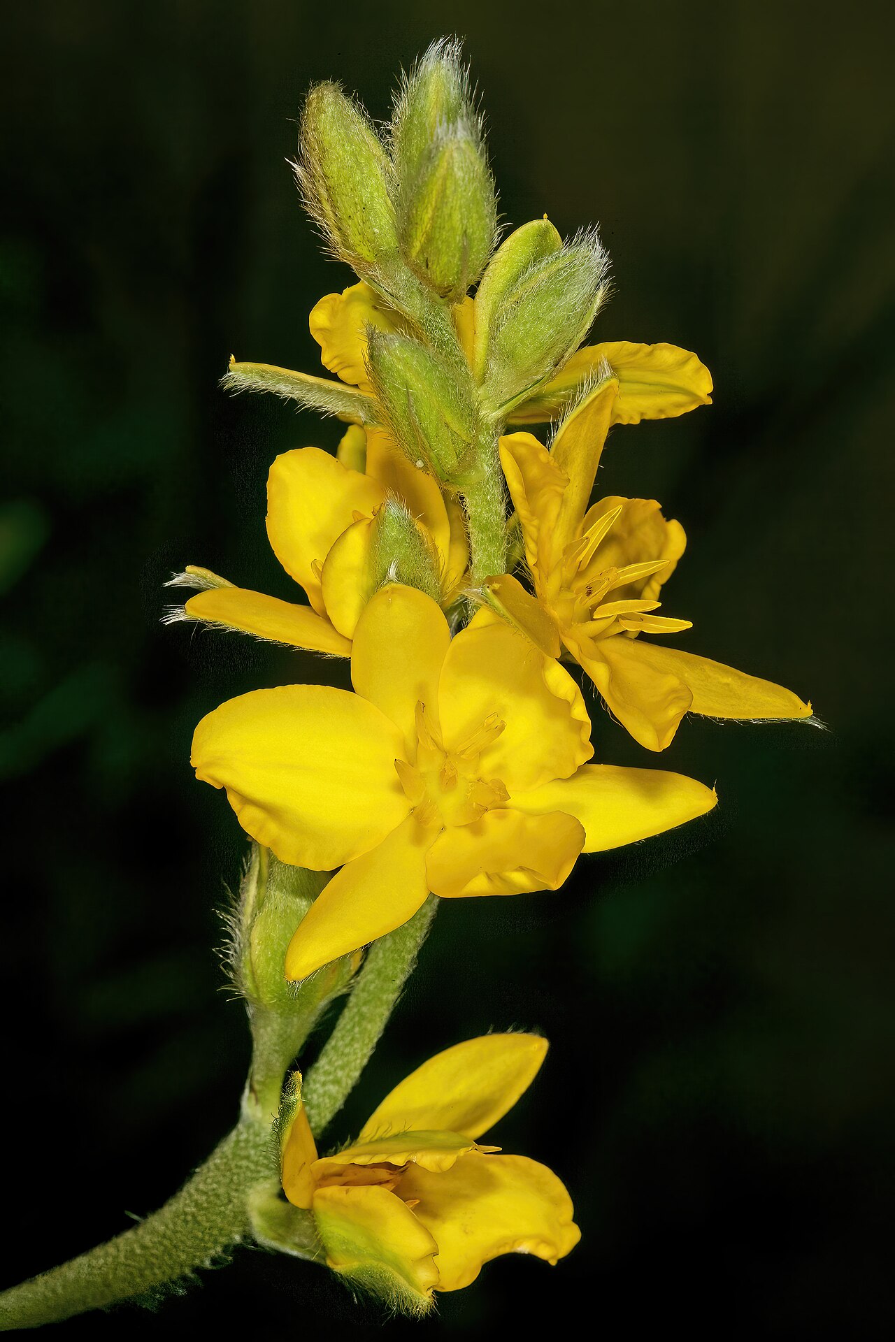 Mr Burchell’s hypoxis: Hypoxis obtusa , inflorescence; Bobbejaansberg Nature Reserve, Cullinan, South Africa
