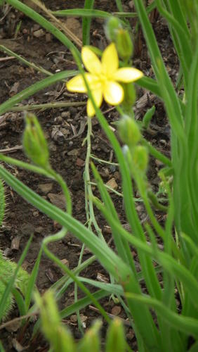 Mr Burchell’s hypoxis (Hypoxis obtusa)