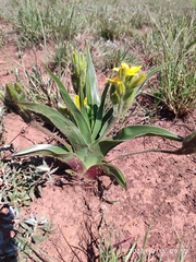 Mr Burchell’s hypoxis (Hypoxis obtusa)