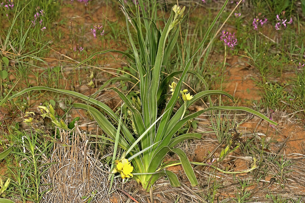Mr Burchell’s hypoxis: Hypoxis obtusa , plant in flower; Bobbejaansberg Nature Reserve, Cullinan, South Africa