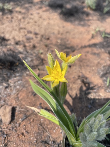 Mr Burchell’s hypoxis (Hypoxis obtusa)