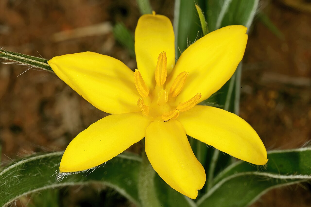 Mr Burchell’s hypoxis: Hypoxis obtusa , flower; vicinity of Wolmaransstad, North West, South Africa