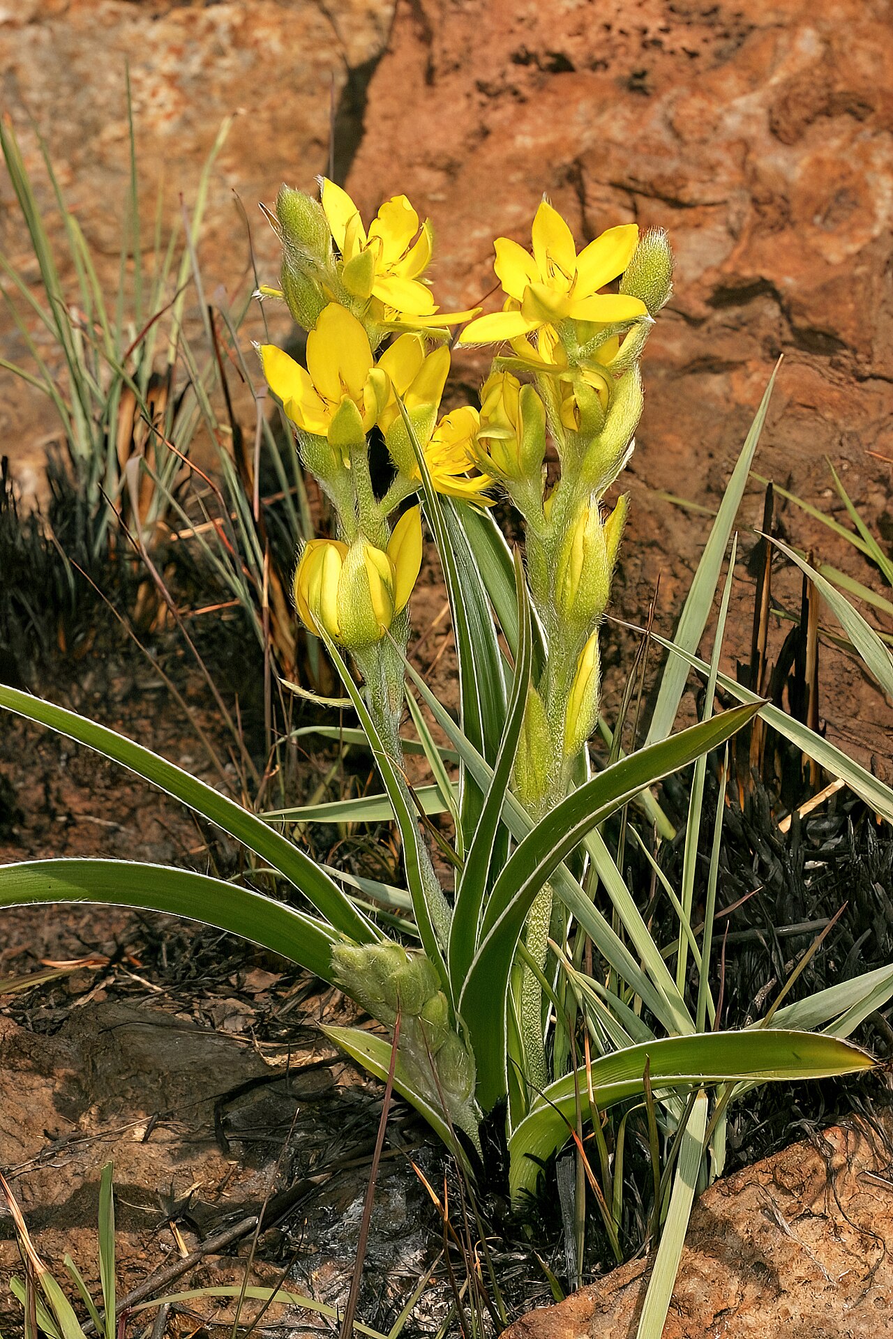 Mr Burchell’s hypoxis: Hypoxis obtusa , plant in flower; recently burned grassland on dolomite, Kalkheuvel West near Broederstroom, Gauteng, South Africa