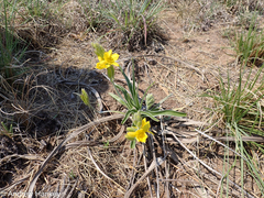 Mr Burchell’s hypoxis (Hypoxis obtusa)