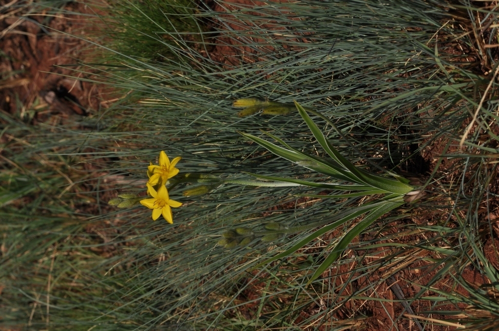 Mr Burchell’s hypoxis (Hypoxis obtusa)