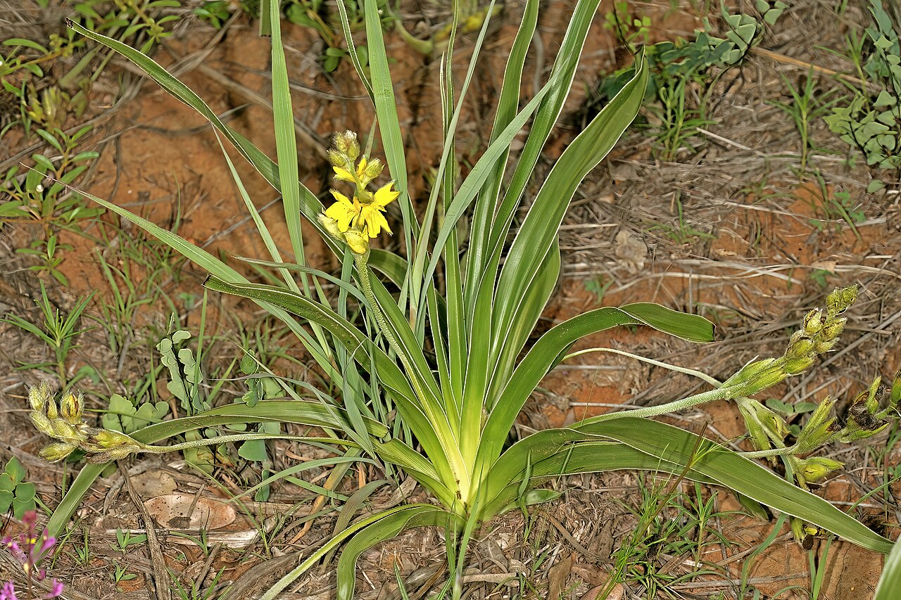 Mr Burchell’s hypoxis: Hypoxis obtusa , plant in flower; Bobbejaansberg Nature Reserve, Cullinan, South Africa