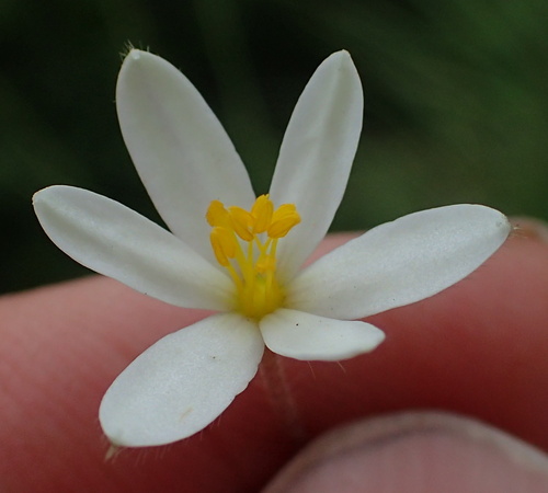 Hypoxis parvula (Hypoxis parvula)