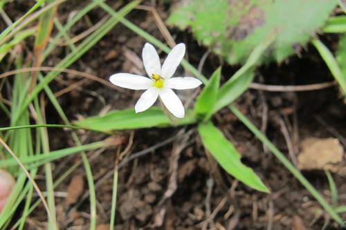 Hypoxis parvula (Hypoxis parvula)