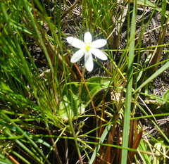 Hypoxis parvula (Hypoxis parvula)