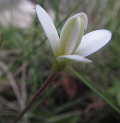 Hypoxis parvula (Hypoxis parvula)
