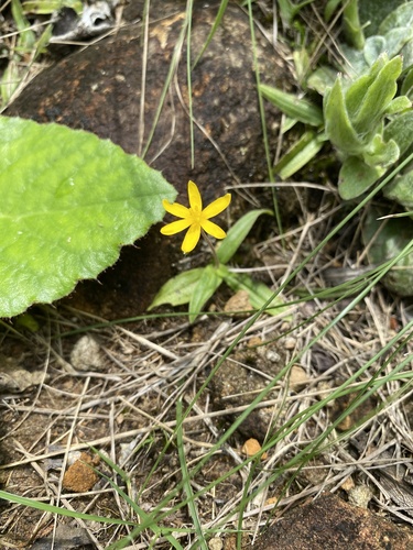 Hypoxis parvula (Hypoxis parvula)