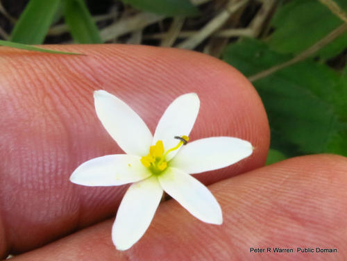 Hypoxis parvula (Hypoxis parvula)