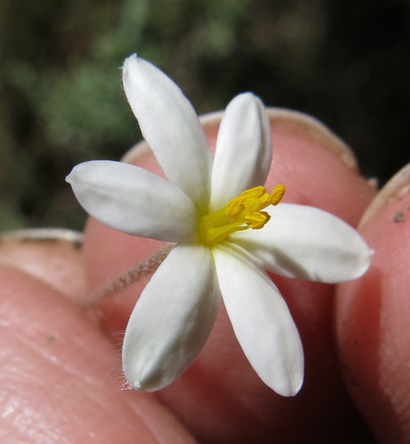 Hypoxis parvula (Hypoxis parvula)