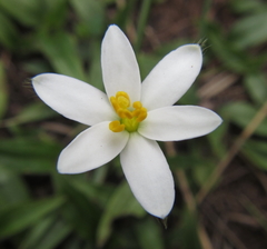 Hypoxis parvula (Hypoxis parvula)