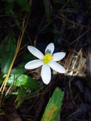 Hypoxis parvula (Hypoxis parvula)
