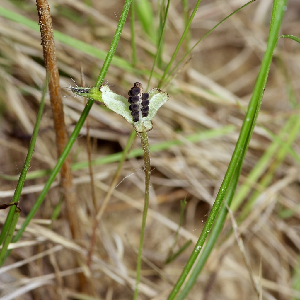 Stiff star-grass (Hypoxis rigida)