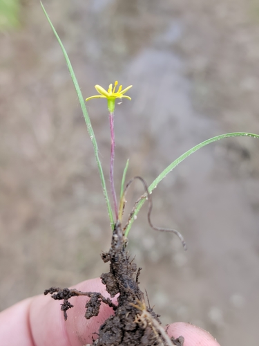 Wright's star-grass (Hypoxis wrightii)