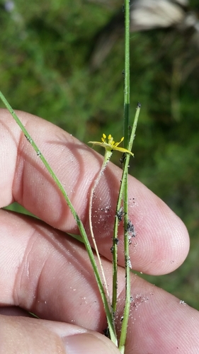 Wright's star-grass (Hypoxis wrightii)