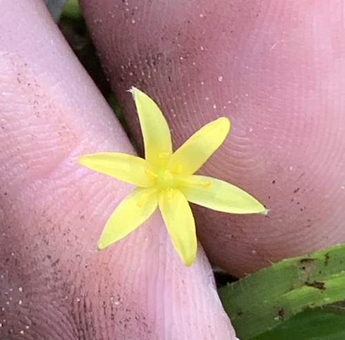 Wright's star-grass (Hypoxis wrightii)