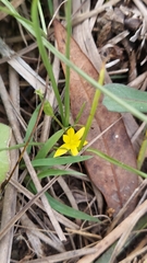 Wright's star-grass (Hypoxis wrightii)