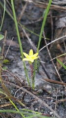 Wright's star-grass (Hypoxis wrightii)